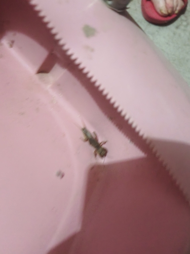 Oriental Mole Cricket