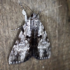 Catocala andromedae