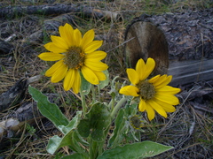 Balsamorhiza sagittata