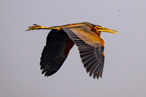 Purple Heron