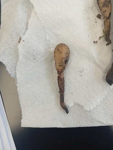 Xylaria telfairii