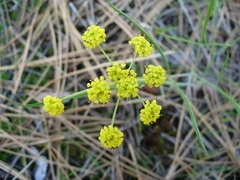 Lomatium triternatum