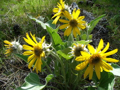 Balsamorhiza sagittata