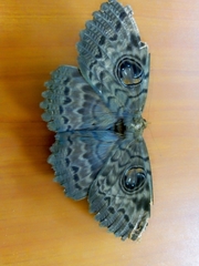 Erebus walkeri