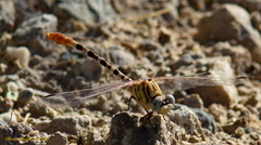 Erpetogomphus compositus