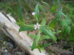 Microsteris gracilis