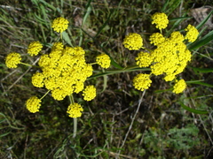 Lomatium triternatum