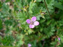 Erodium cicutarium