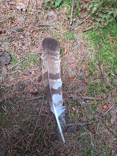 Plume de Bondrée apivore