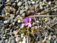 Erodium cicutarium