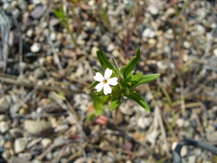 Microsteris gracilis