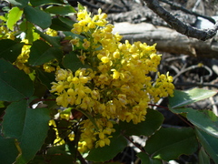 Berberis