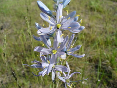 Camassia quamash