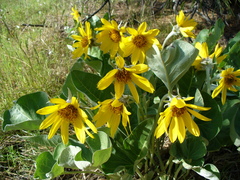 Balsamorhiza sagittata
