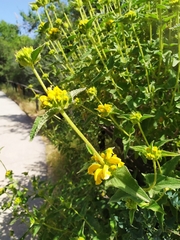 Phlomis viscosa
