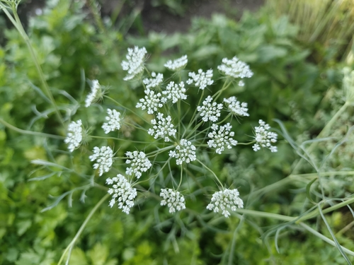 Ammi majus, photograph 6