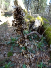Solidago glomerata