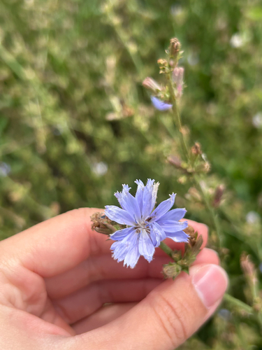 chicory