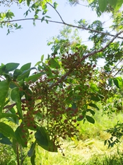 Pistacia terebinthus palaestina