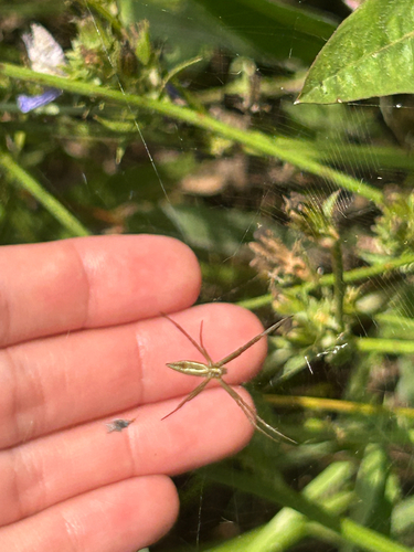 Banded Garden Spider