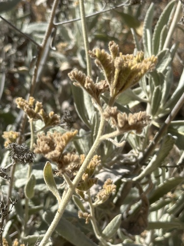 Eriodictyon tomentosum, photograph 4