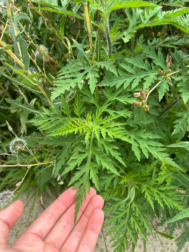 common ragweed