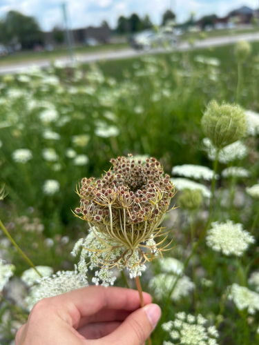 wild carrot
