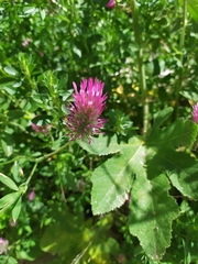Trifolium purpureum