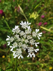 Tordylium trachycarpum