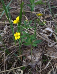 Ranunculus conspicuus