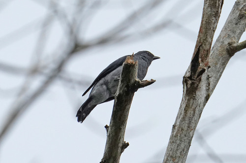 Coracina fimbriata observed 2026-07-20