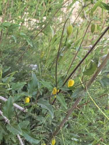 Orange-peel Clematis