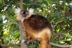 Eulemur macaco