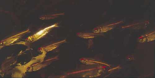 Redanal tetra (Hemigrammus analis) — Characidae