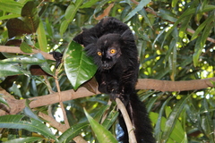 Eulemur macaco