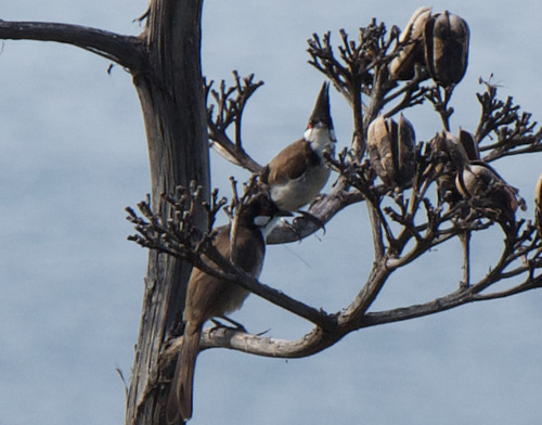 Red-whiskered Bulbul