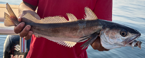 Shallow-water Cape hake (Merluccius capensis) — Merlucciidae — 4