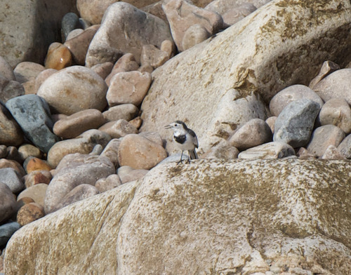 White Wagtail