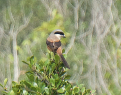 Long-tailed Shrike