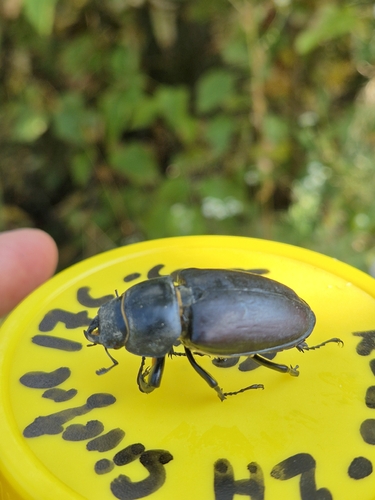 European Stag Beetle