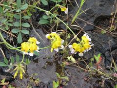 Hosackia pinnata
