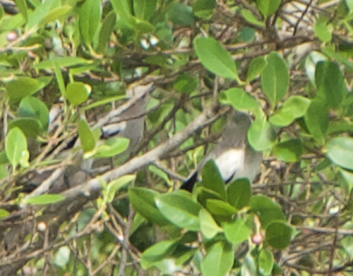 White-shouldered Starling