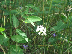 Apocynum × floribundum