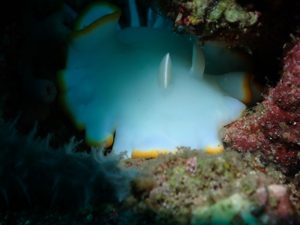 Ardeadoris egretta