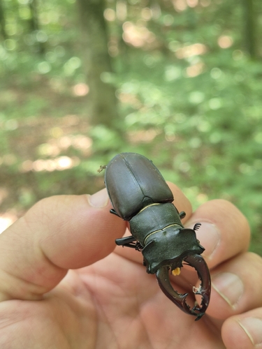 European Stag Beetle