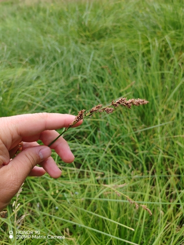 Carex paniculata, photograph 2