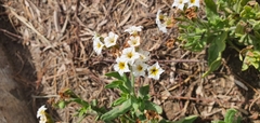 Tournefortia sibirica