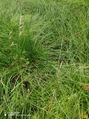Carex paniculata, photograph (c) Ljaž, some rights reserved (CC BY)