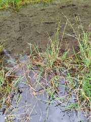 Glyceria notata