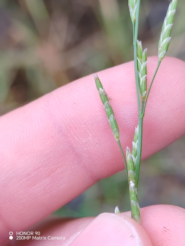 Glyceria notata, photograph 2